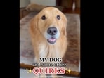 The image, taken from the Instagram video, shows the Golden Retriever.(Instagram/@sundaythegoldenretriever )