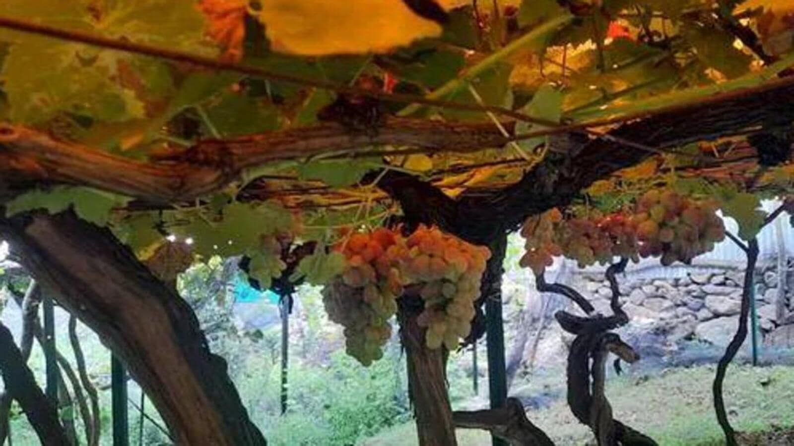 mizoram-allows-local-grapes-to-be-processed-as-wine-prohibition-to-continue