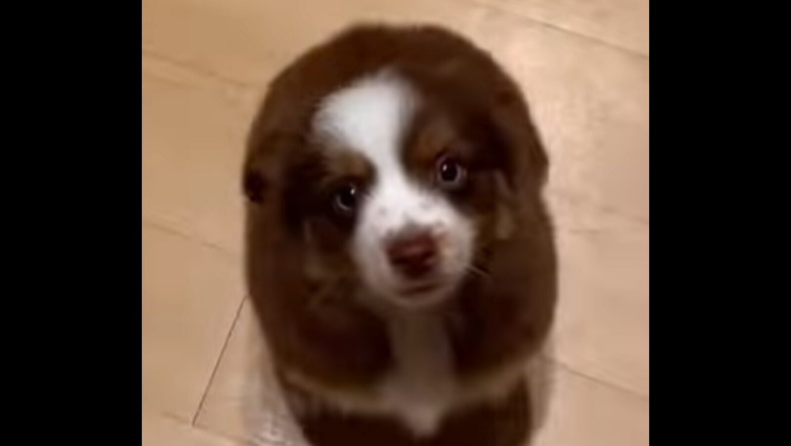 Cute puppy can't stop wiggling whenever it gets happy. Watch ...