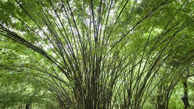 Only one-third of the 16,461 trees transplanted in the national capital over the last three years have survived, according to data submitted by the forest department to the Delhi high court. (HT PHOTO) Only one-third of the 16,461 trees transplanted in the national capital over the last three years have survived, according to data submitted by the forest department to the Delhi high court. (HT PHOTO)