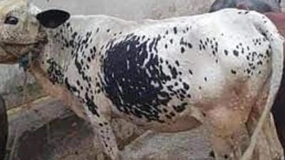 Toll free helpline numbers issued for awareness on Lumpy virus in Uttar Pradesh (file)