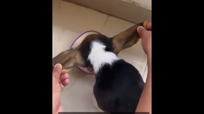 The human holds up their Beagle puppy’s ears as it eats. (Instagram/@terry_the.beagle_) The human holds up their Beagle puppy’s ears as it eats. (Instagram/@terry_the.beagle_)
