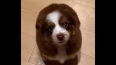 The puppy who wiggles whenever it gets happy.&nbsp; (Instagram/@embertoyaussie)