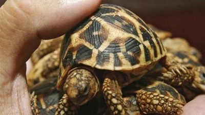 Star tortoises, a vulnerable species, are regularly smuggled out of the country. (FOR REPRESENTATION/HT FILE) Star tortoises, a vulnerable species, are regularly smuggled out of the country. (FOR REPRESENTATION/HT FILE)