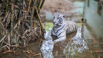 White tiger Kishan was born to tiger Sundar and tigress Kamala. (Twitter/Shashi Kumar IFS)