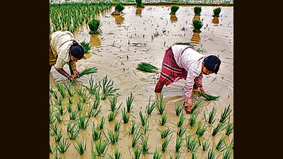 The Centre on Tuesday reviewed food security and procurement of summer-sown rice with 24 state governments amid an anticipated lower output of the staple due to a patchy monsoon, a person with knowledge of the matter said. (PTI) The Centre on Tuesday reviewed food security and procurement of summer-sown rice with 24 state governments amid an anticipated lower output of the staple due to a patchy monsoon, a person with knowledge of the matter said. (PTI)