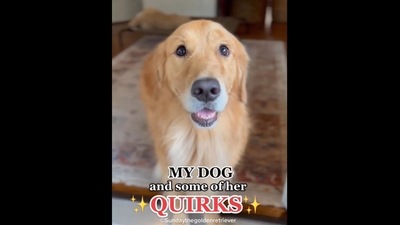 The image, taken from the Instagram video, shows the Golden Retriever. (Instagram/@sundaythegoldenretriever ) The image, taken from the Instagram video, shows the Golden Retriever. (Instagram/@sundaythegoldenretriever )