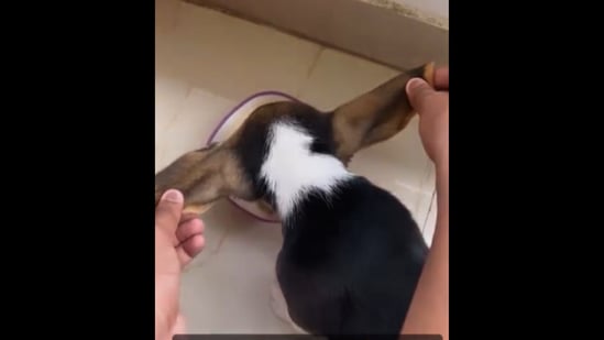 The human holds up their Beagle puppy’s ears as it eats. (Instagram/@terry_the.beagle_) The human holds up their Beagle puppy’s ears as it eats. (Instagram/@terry_the.beagle_)