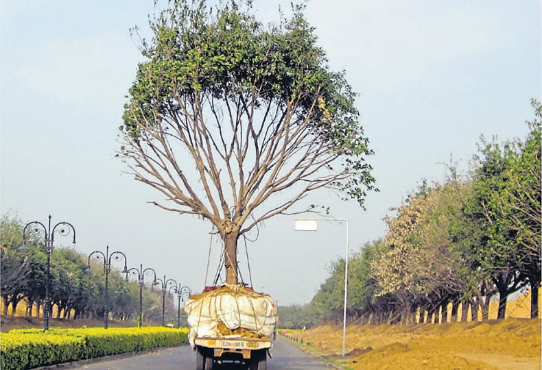 Just 1.5 years into the policy, there appears to be a considerably low rate of survival of the transplanted trees, with only one in every three trees being transplanted, surviving the transplantation process. (HT File Photo) Just 1.5 years into the policy, there appears to be a considerably low rate of survival of the transplanted trees, with only one in every three trees being transplanted, surviving the transplantation process. (HT File Photo)