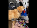 The image, taken from the Instagram video, captures the dog putting a t-shirt inside a washing machine.
