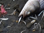 A dead striped bass sits on the banks of Lake Merritt, a tidal lagoon of the San Francisco Bay, on August 30 in Oakland, California.(AFP)