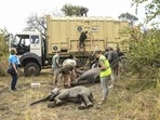 FILE - In Zimbabwe, National Parks are moving more than 2,500 wild animals from a southern reserve to one in the country’s north to rescue them from drought, as the ravages of climate change replace poaching as the biggest threat to wildlife.&nbsp;(AP)