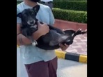 A stray dog getting rescued from the site of the Noida Supertech twin towers’ demolition. (Instagram/@stronglittlepaws) A stray dog getting rescued from the site of the Noida Supertech twin towers’ demolition. (Instagram/@stronglittlepaws)