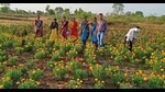 Women in Vidarbha region of Maharashtra at their marigold farm. (Sourced) Women in Vidarbha region of Maharashtra at their marigold farm. (Sourced)
