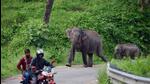 An elephant and its calf crossing national highway 309 through South Patlidoon-Chilkiya corridor. (HT Photo by AG Ansari) An elephant and its calf crossing national highway 309 through South Patlidoon-Chilkiya corridor. (HT Photo by AG Ansari)