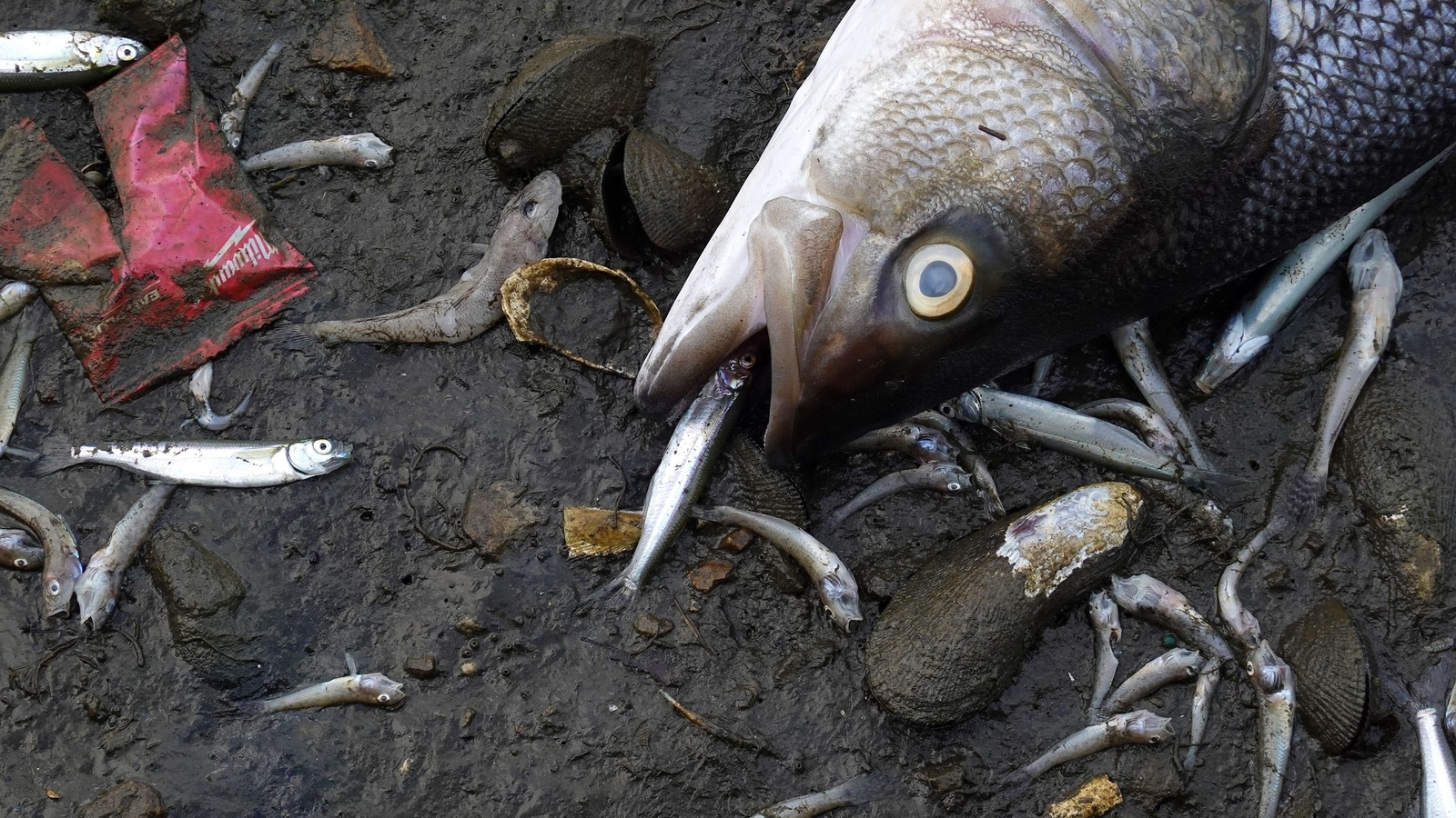 Toxic tide due to algae bloom kills fish, marine life in Francisco Bay - Times