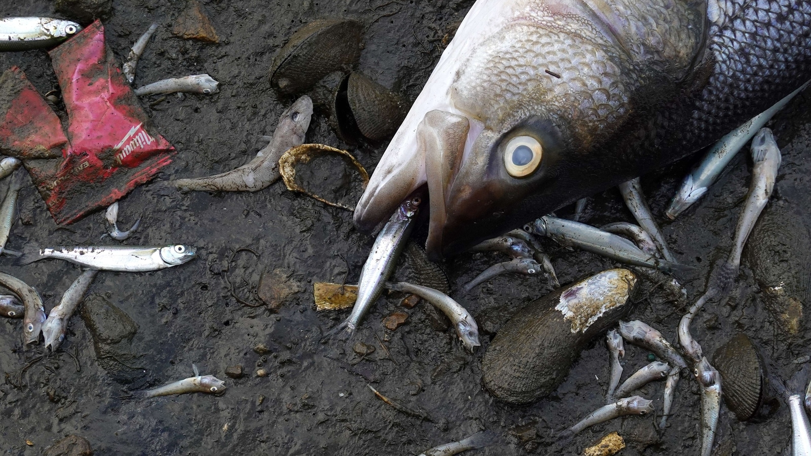 Toxic red tide due to algae bloom kills fish, marine life in San ...