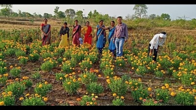 Women in Vidarbha region of Maharashtra at their marigold farm. (Sourced) Women in Vidarbha region of Maharashtra at their marigold farm. (Sourced)