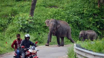 An elephant and its calf crossing national highway 309 through South Patlidoon-Chilkiya corridor. (HT Photo by AG Ansari) An elephant and its calf crossing national highway 309 through South Patlidoon-Chilkiya corridor. (HT Photo by AG Ansari)