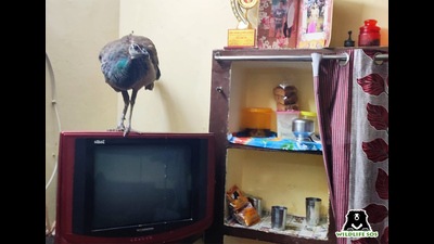 The bird was perched atop the television set in the dining room (Sourced) The bird was perched atop the television set in the dining room (Sourced)