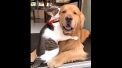 The image, taken from the Reddit video, shows the cat and the dog hugging each other. (Screengrab)