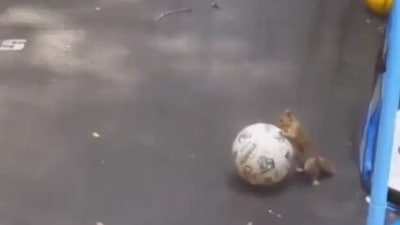 The image, taken from the viral Twitter video, shows the squirrel playing on a trampoline with a ball. (Twitter/@buitengebieden)