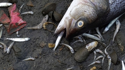 A dead striped bass sits on the banks of Lake Merritt, a tidal lagoon of the San Francisco Bay, on August 30 in Oakland, California. (AFP) A dead striped bass sits on the banks of Lake Merritt, a tidal lagoon of the San Francisco Bay, on August 30 in Oakland, California. (AFP)
