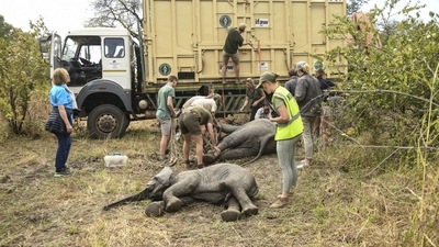 FILE - In Zimbabwe, National Parks are moving more than 2,500 wild animals from a southern reserve to one in the country’s north to rescue them from drought, as the ravages of climate change replace poaching as the biggest threat to wildlife. (AP) FILE - In Zimbabwe, National Parks are moving more than 2,500 wild animals from a southern reserve to one in the country’s north to rescue them from drought, as the ravages of climate change replace poaching as the biggest threat to wildlife. (AP)