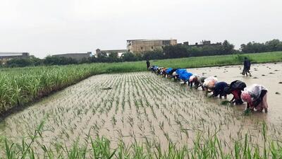 PAU vice-chancellor Satbir Singh Gosal has asked the paddy growers not to be afraid of the dwarf disease which has appeared for the first time in the state (Image for representational purpose)
