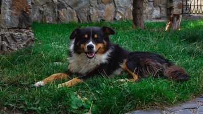 Bhimtal, Uttarakhand: This small lake town surrounded by lush green mountains and peaceful ambience is the most ideal destination for you and your dog to bond, away from the hustle and bustle of the city. You can pick a colonial pet-friendly resort with the best staff to just let loose yourself and make the most out of your vacation. (Representative Image (Unsplash)) Bhimtal, Uttarakhand: This small lake town surrounded by lush green mountains and peaceful ambience is the most ideal destination for you and your dog to bond, away from the hustle and bustle of the city. You can pick a colonial pet-friendly resort with the best staff to just let loose yourself and make the most out of your vacation. (Representative Image (Unsplash))