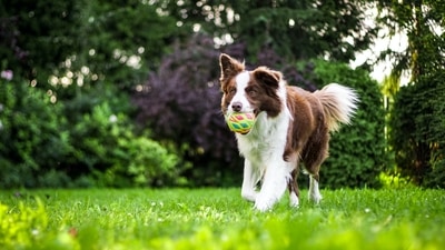 5 essential life skills to teach your dogs (unsplash ) 5 essential life skills to teach your dogs (unsplash )