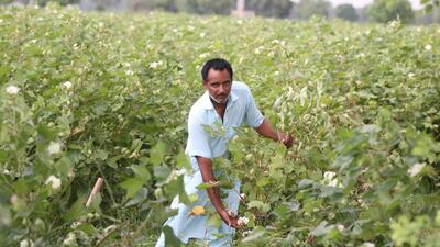 A farmer harvesting his cotton crop near Talwandi Sabo in Bathinda on Thursday. (Sanjeev Kumar/HT Photo)