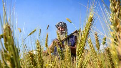 Punjab government has ordered the marking of special numbers on the subsidised agricultural machinery with laser to stop black marketing in the name of subsidy on agriculture implements. (PTI image for representational purpose) Punjab government has ordered the marking of special numbers on the subsidised agricultural machinery with laser to stop black marketing in the name of subsidy on agriculture implements. (PTI image for representational purpose)