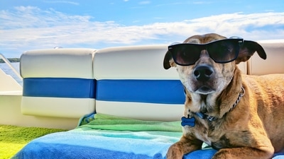 Has the thought of taking your pet dogs on a vacation ever crossed your mind but you are worried about their safety? We've got your back. Here are a few pet-friendly destinations in India where you can take your furry friend and leave all your worries behind. (Representative Image (Unsplash)) Has the thought of taking your pet dogs on a vacation ever crossed your mind but you are worried about their safety? We've got your back. Here are a few pet-friendly destinations in India where you can take your furry friend and leave all your worries behind. (Representative Image (Unsplash))