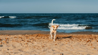 Allepey, Kerala: Another breathtaking place to visit with your pet dog is the famous backwaters of Kerala, Alleppey. Also known as Alappuzha, this place is known for its houseboats where you can stay with your pet dog hassle-free. (Representative Image (Unsplash)) Allepey, Kerala: Another breathtaking place to visit with your pet dog is the famous backwaters of Kerala, Alleppey. Also known as Alappuzha, this place is known for its houseboats where you can stay with your pet dog hassle-free. (Representative Image (Unsplash))