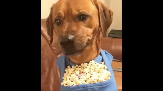 baby and dog eating popcorn