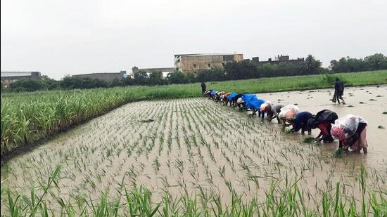 PAU vice-chancellor Satbir Singh Gosal has asked the paddy growers not to be afraid of the dwarf disease which has appeared for the first time in the state (Image for representational purpose)