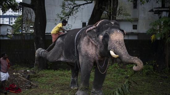 The Assam government on Thursday decided to send a team of officials and experts to Tamil Nadu to inspect and bring back a captive elephant that is allegedly being tortured by its keepers at a temple in the southern state. (Representative Photo/AP)