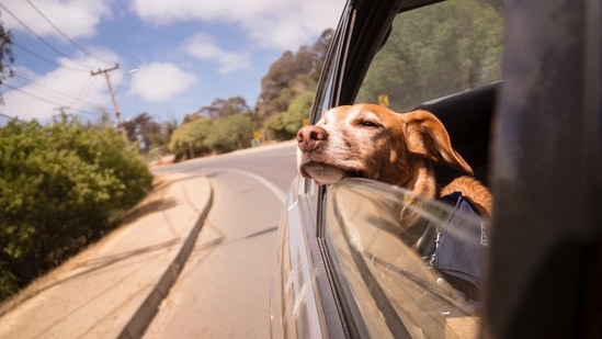 Udaipur, Rajasthan: The roads in Udaipur are big enough to take your dog out on a walk, what they love doing the most. This tourist destination has several pet-friendly homestays that will provide good service not just for you but also for your four-legged pal.(Representative Image (Unsplash))