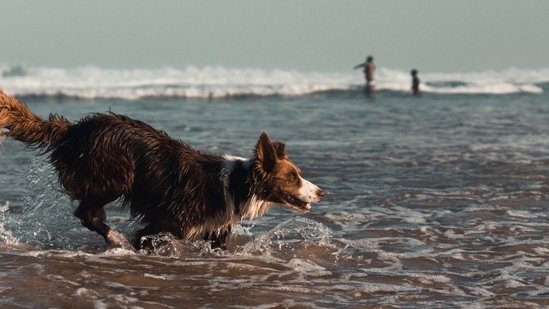Lonavala, Maharashtra: This getaway destination is encompassed by breathtaking waterfalls, pristine lakes and picturesque valleys, making it the perfect location for you and your dog. Plenty of resorts welcome pet and give them the care they need.(Representative (Unsplash))
