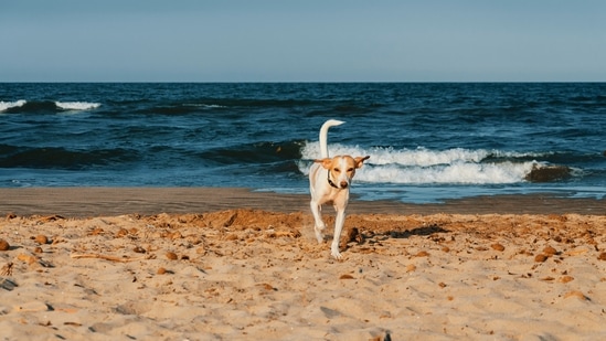 Allepey, Kerala: Another breathtaking place to visit with your pet dog is the famous backwaters of Kerala, Alleppey. Also known as Alappuzha, this place is known for its houseboats where you can stay with your pet dog hassle-free.(Representative Image (Unsplash))