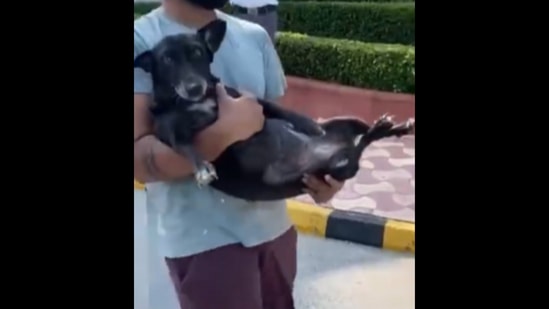 A stray dog getting rescued from the site of the Noida Supertech twin towers’ demolition.&nbsp; (Instagram/@stronglittlepaws)