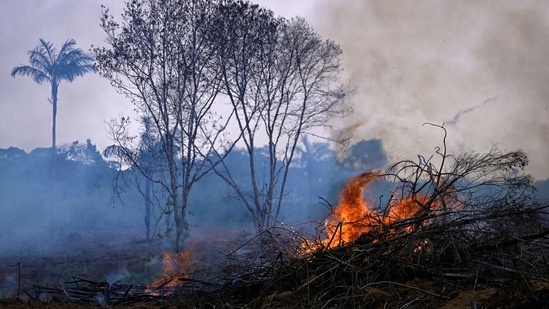 As per data the deforestation of the Brazilian Amazon till July was equivalent to an area roughly seven times the size of New York City. (AFP)