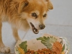 Nutrition deficiency in pets can be spotted by the way they look.(Pixabay) Nutrition deficiency in pets can be spotted by the way they look.(Pixabay)