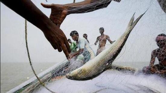 The catch of Hilsa along the West Bengal coast has been dwindling. (File image)