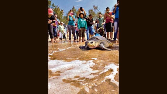 A crowd gathers at Guhagar in Ratnagiri to send off Rewa, one of the five turtles fitted with satellite trackers atop their shells. (Mangrove Foundation)