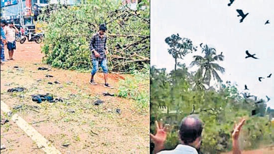 The tree was axed as a part of the National Highway 66 widening work in VKP Angadi in the district after which several nests perished, inviting sharp criticism from environmentalists. (HT Photo)