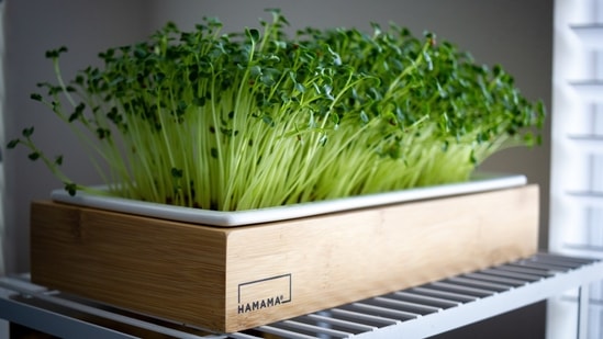 Help fight cancer: Some early research evidence shows that sulforaphane, a compound found at especially high levels in broccoli sprouts, may help fight cancer.(Unsplash)