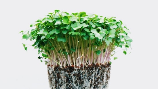 Lower risk of heart disease: Microgreens contain polyphenols, a class of antioxidants linked to a lower risk of heart disease.(Unsplash) Lower risk of heart disease: Microgreens contain polyphenols, a class of antioxidants linked to a lower risk of heart disease.(Unsplash)
