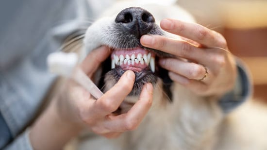 Pet care: Ways to maintain oral hygiene in pets(istockphoto)